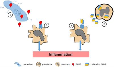 Alarmins of the S100-Family in Juvenile Autoimmune and Auto-Inflammatory Diseases